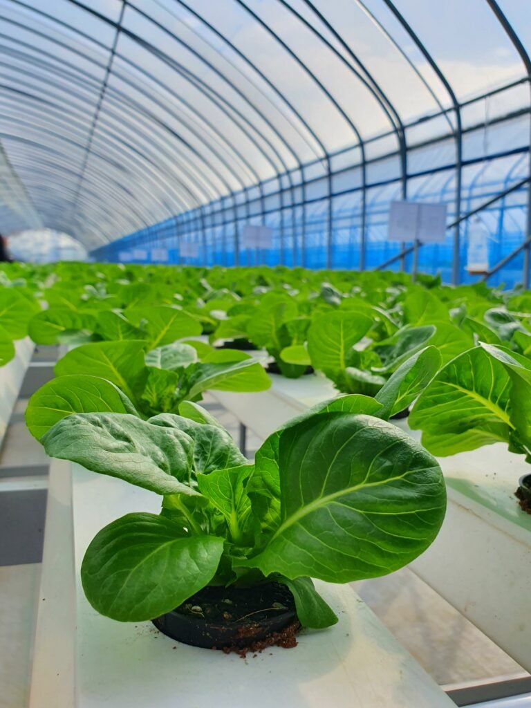 leafy vegetables modern farming