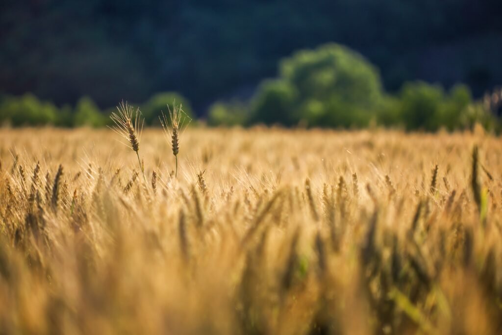 agriculture success
