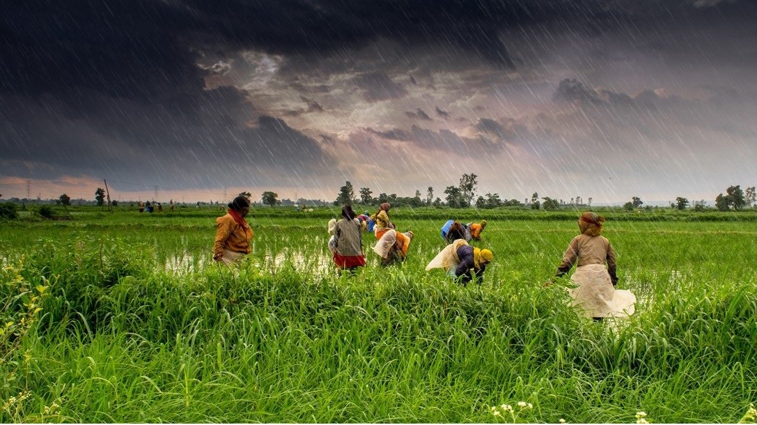 Unpredictable Monsoons and Crop Failures: How Climate Change is Reshaping Indian agriculture