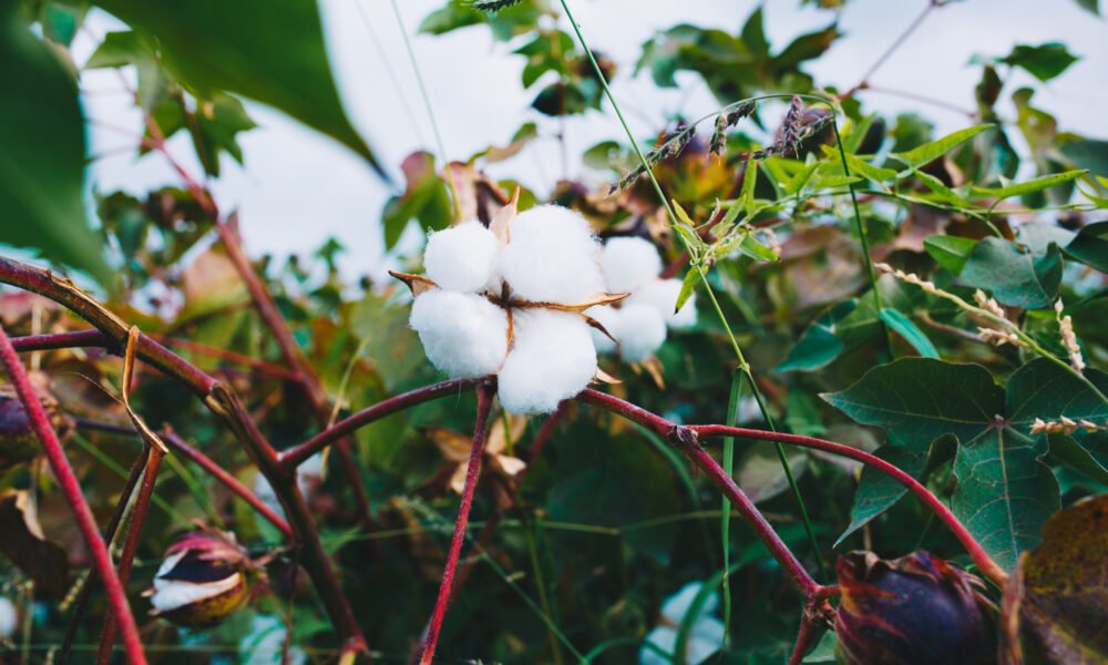 Punjab Farmers to Get 33% Subsidy on Bt Cotton