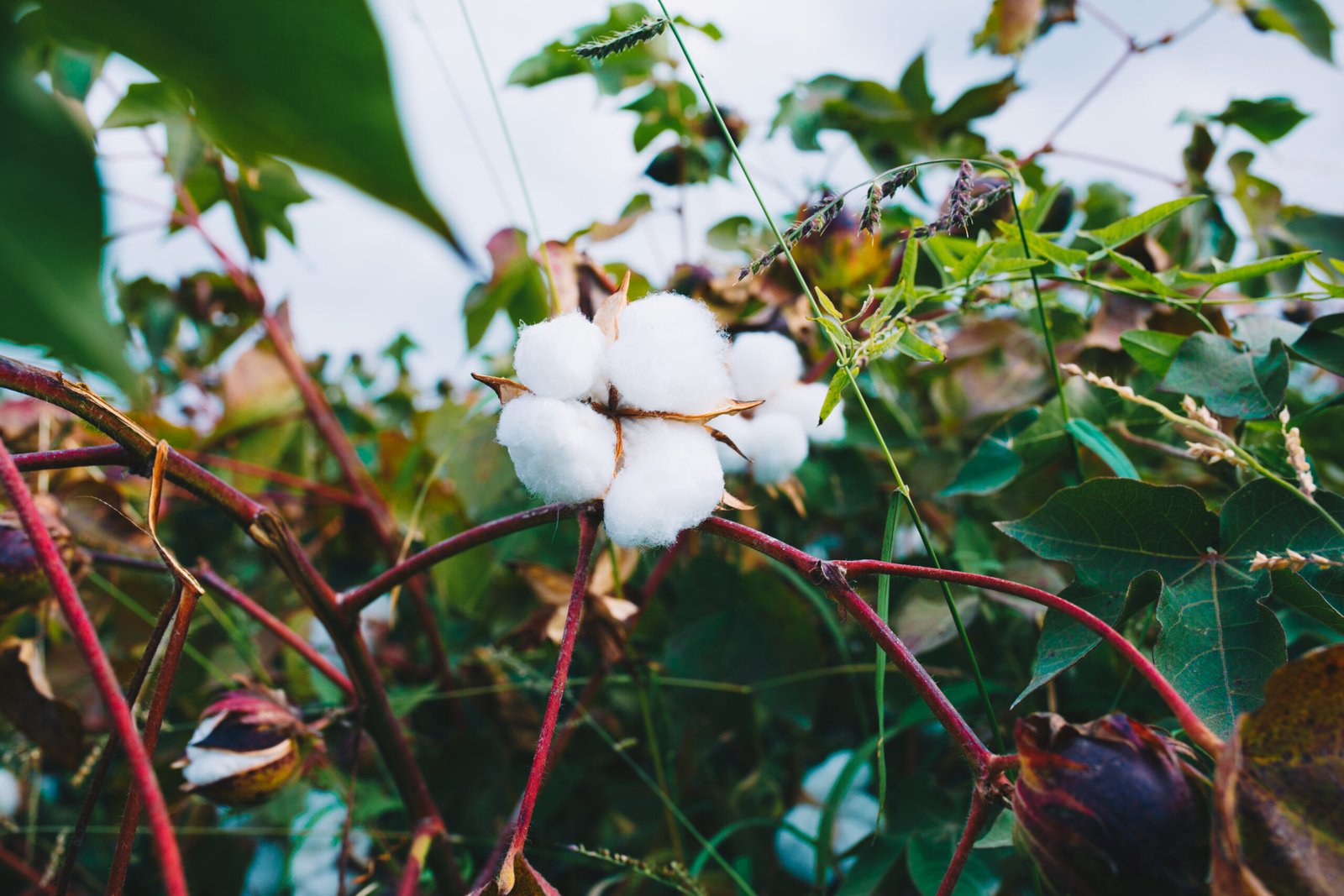 Punjab Farmers to Get 33% Subsidy on Bt Cotton