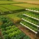 Profitable agriculture - A vibrant agricultural landscape showing an organic vegetable farm with leafy greens, a golden wheat field, a lush paddy field with water, and a modern hydroponic setup under early morning sunlight