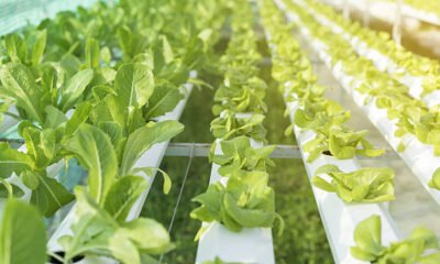 A greenhouse filled with rows of hydroponic spinach, highlighting the efficiency and scale of this farming method