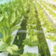 A greenhouse filled with rows of hydroponic spinach, highlighting the efficiency and scale of this farming method