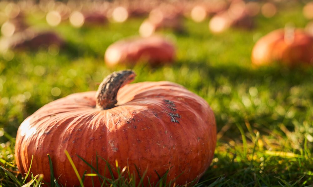 Pumpkin Cultivation in India