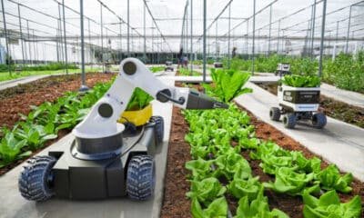 AI-powered autonomous robots working in a modern greenhouse, efficiently managing lettuce crops for sustainable and budget-friendly profitable agriculture.