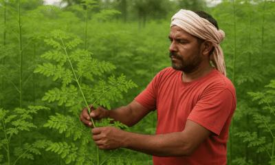 Moringa Leaves Farming - farmer carefully harvests moringa leaves in a lush green field, surrounded by healthy moringa plants