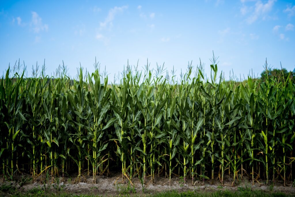 sweet corn