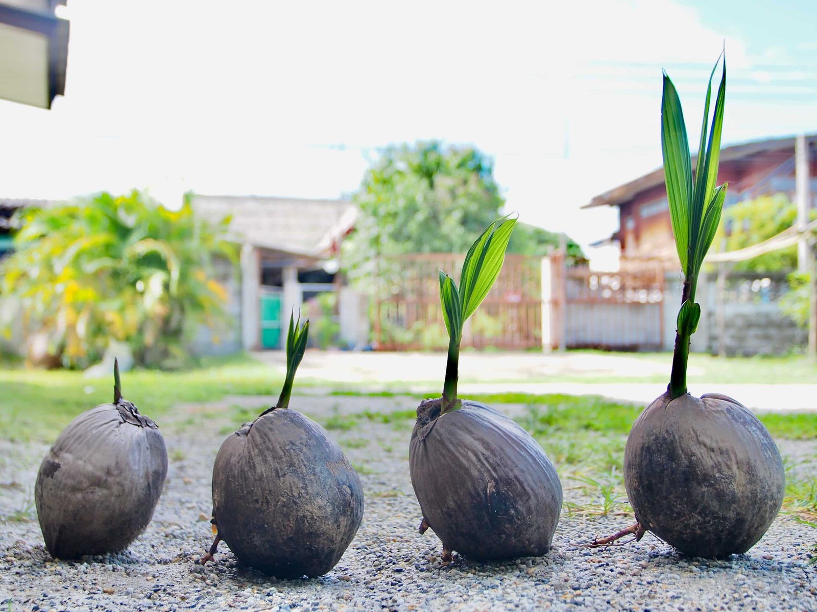coconut farming