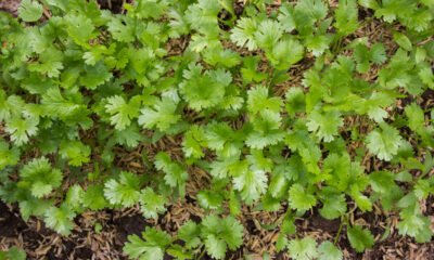 Organic Coriander Cultivation