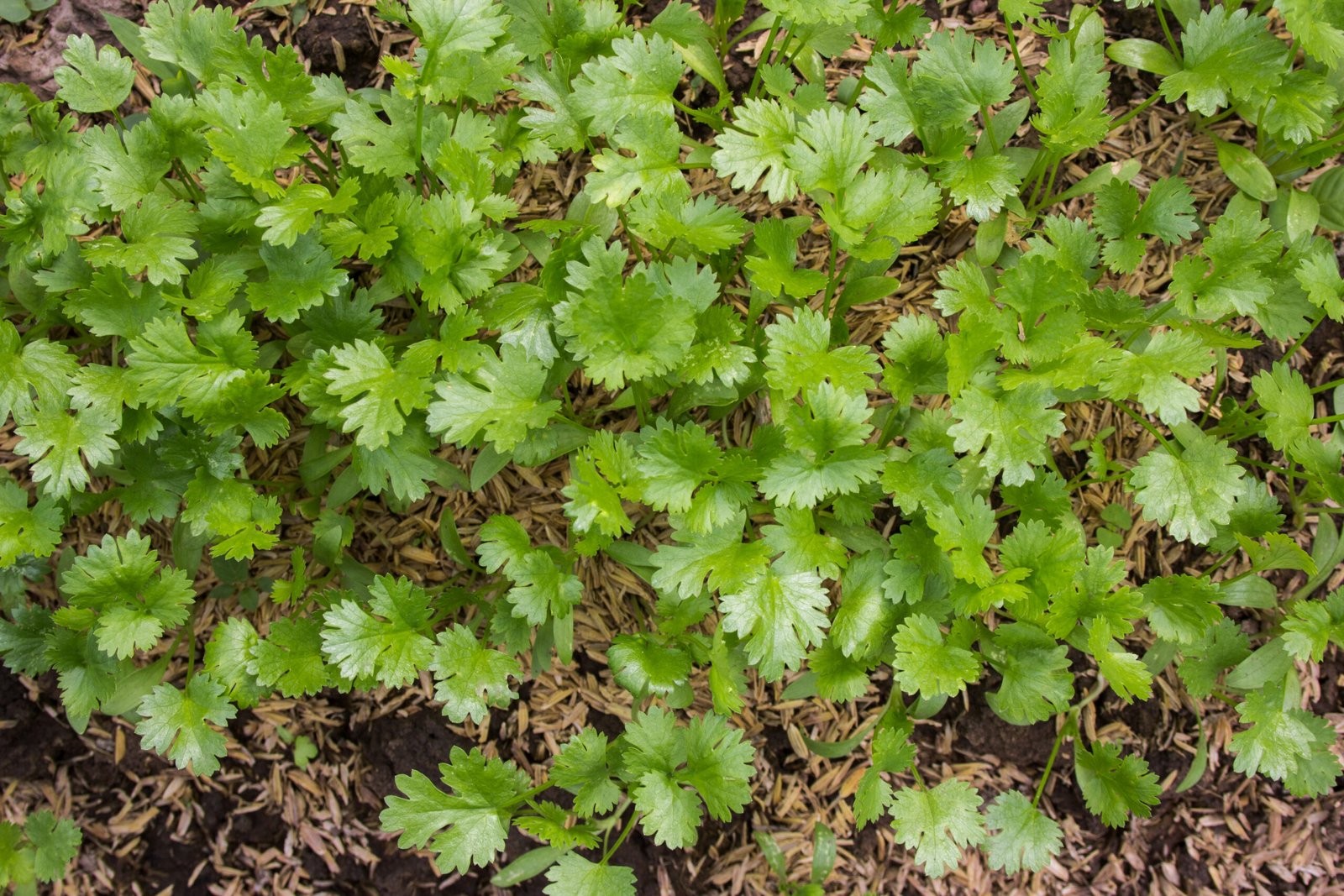 Organic Coriander Cultivation