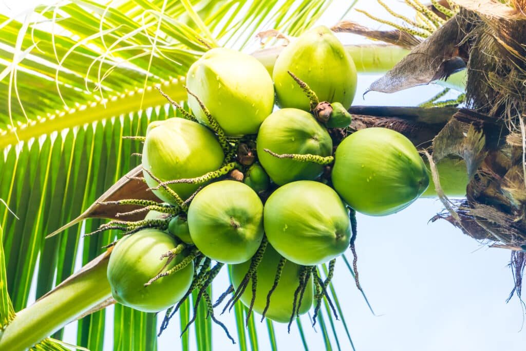 coconut farming