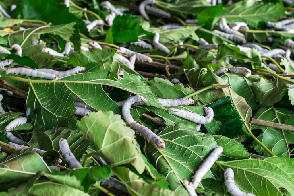 silkworm cultivation