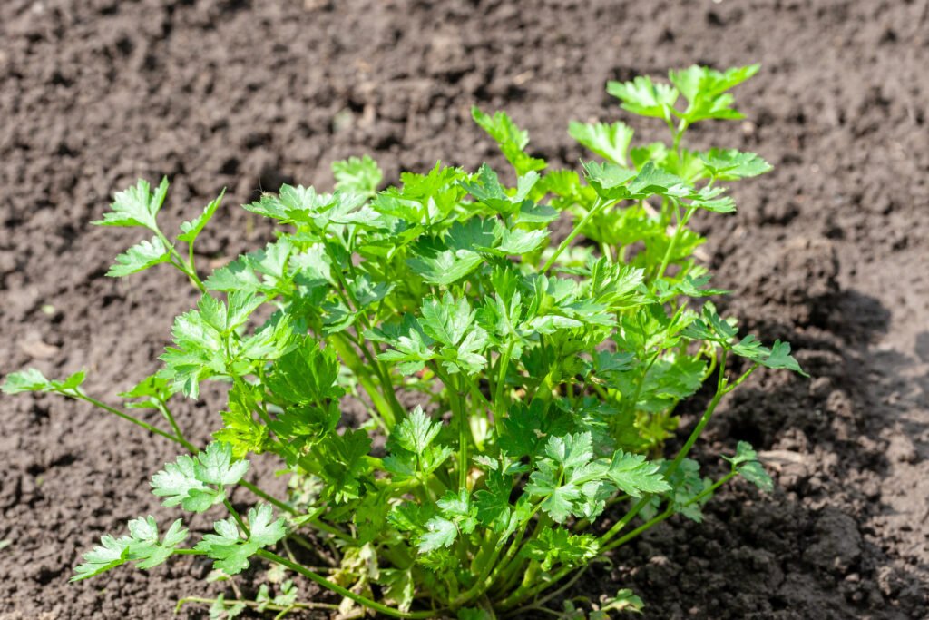 Organic Coriander Cultivation