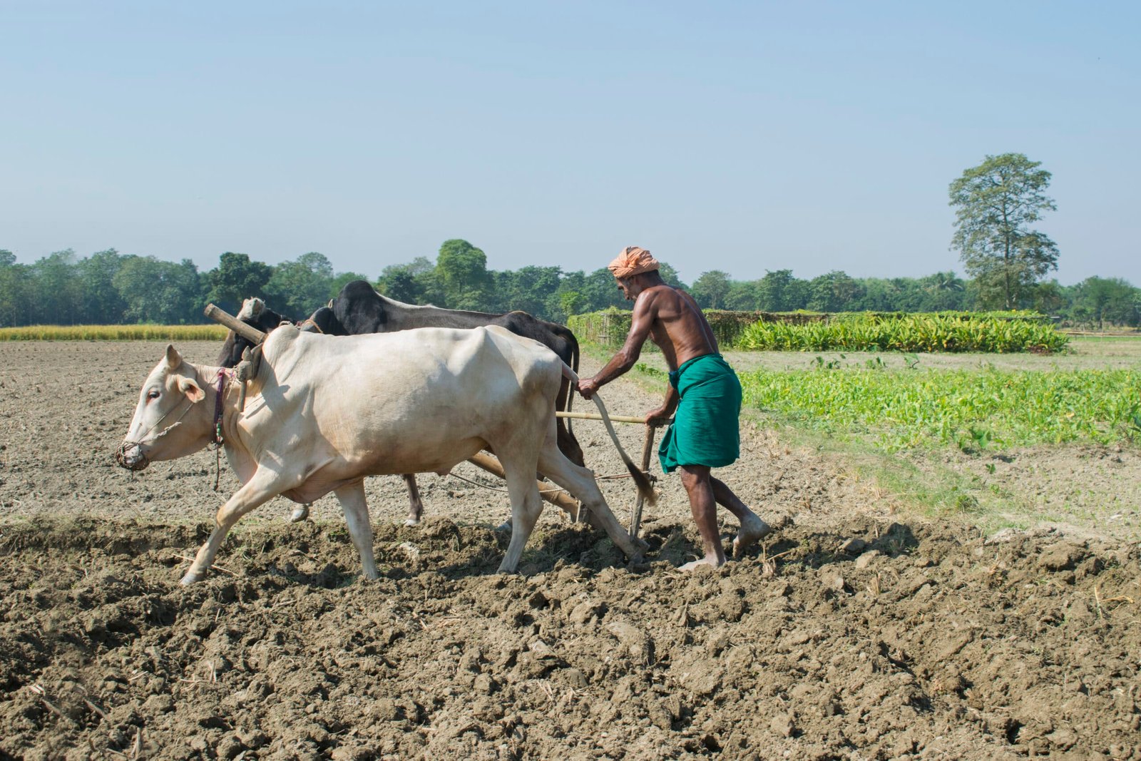 sustainable farming