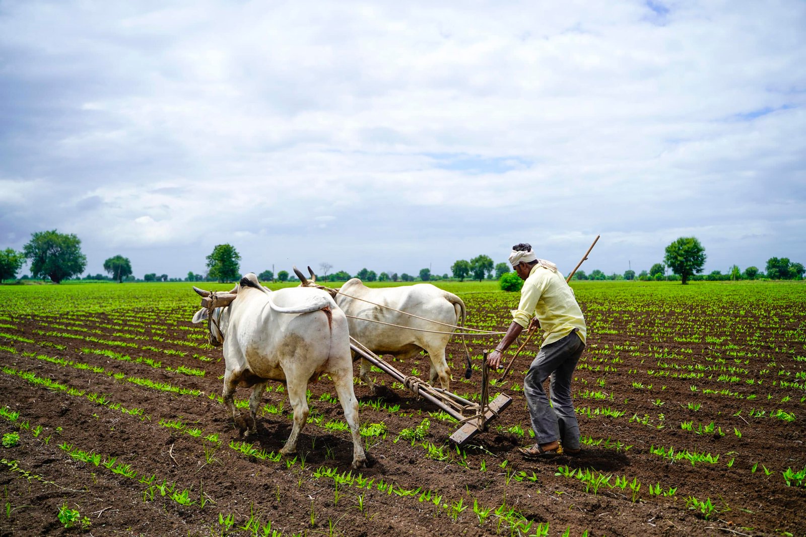 farmer