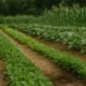 Organic farming a leafy green plant in an organic vegetable field surrounded by marigolds and corn, pesticide-free farming.