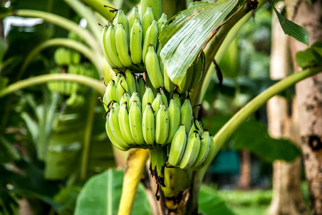 Organic Banana Farming