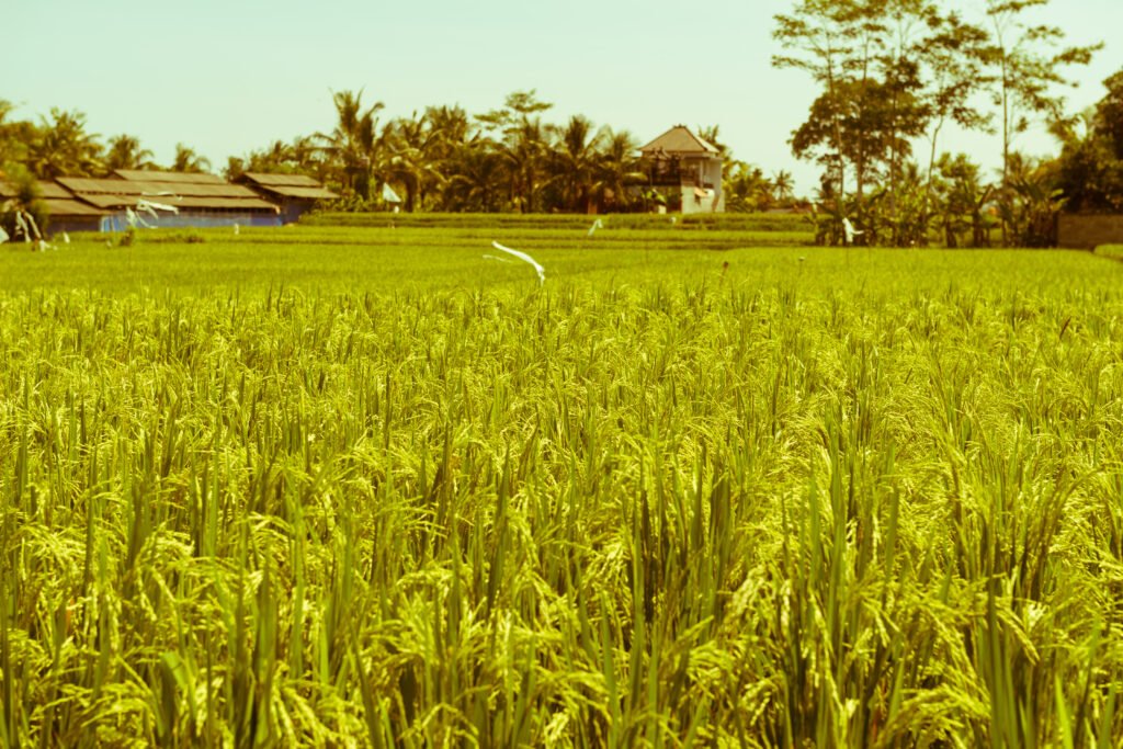 rice exports