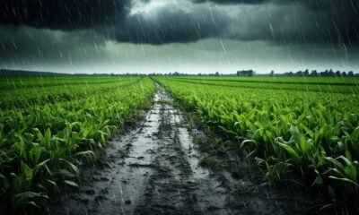 Rainfall