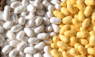 Silkworm Cultivation