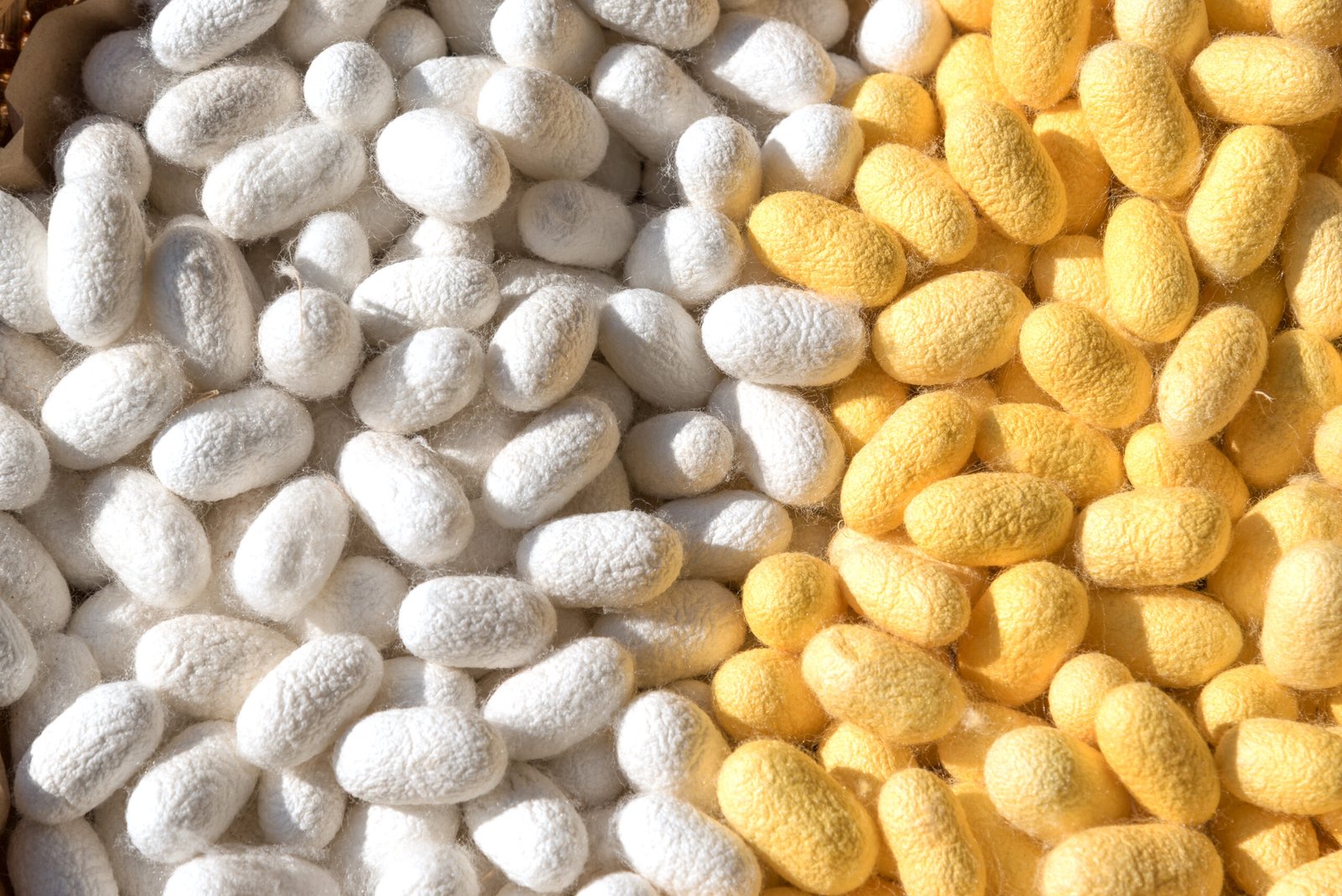 Silkworm Cultivation