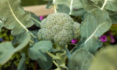 Broccoli Cultivation