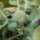 Broccoli Cultivation