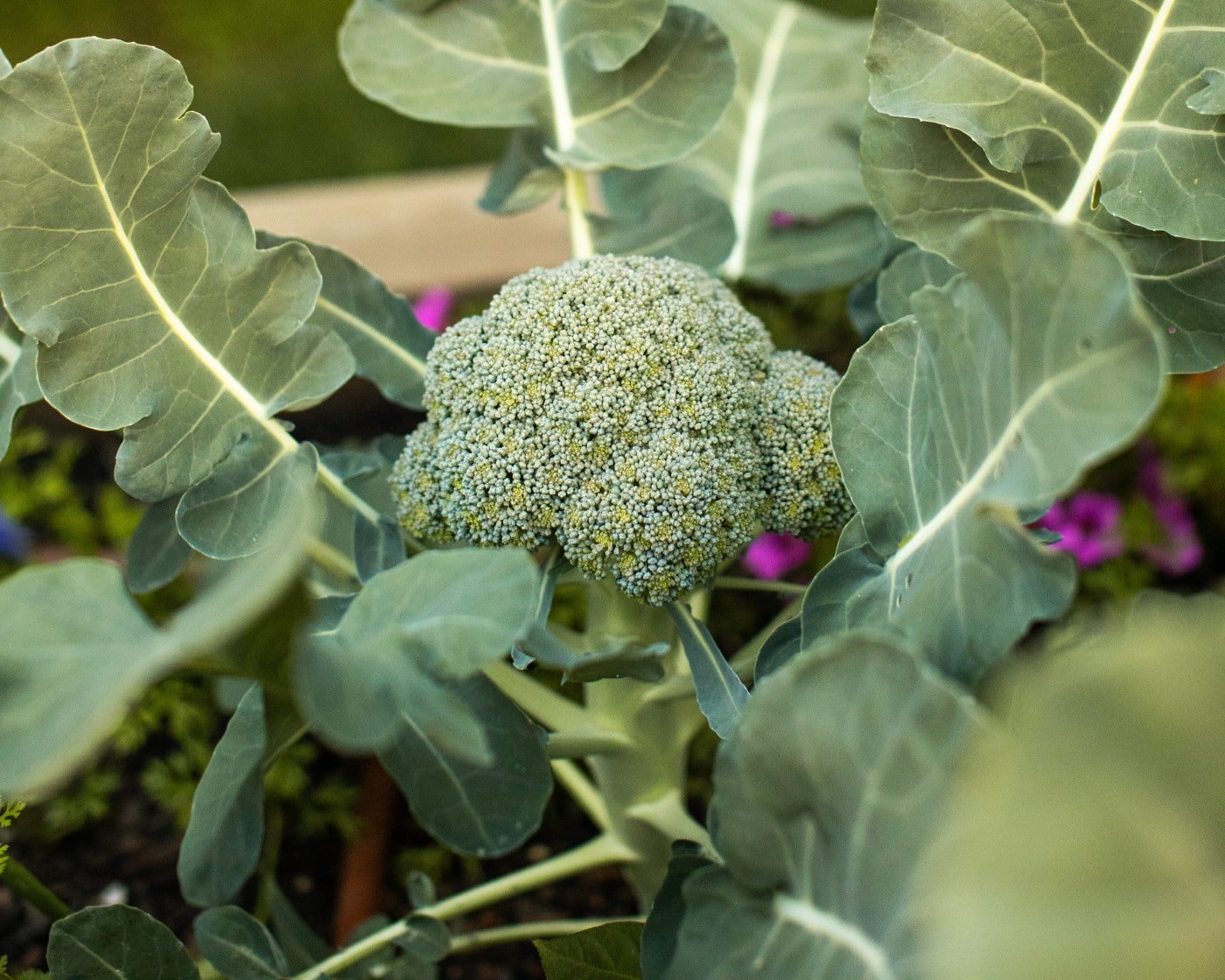 Broccoli Cultivation