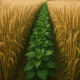 Nutrition Smart Farming - A vibrant wheat field with a central row of lush green leafy plants growing between tall golden wheat stalks, under natural daylight.