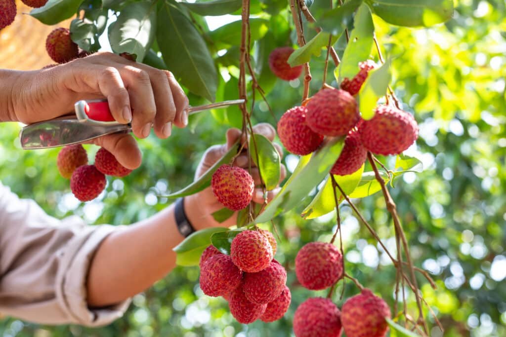 Litchi Cultivation in India