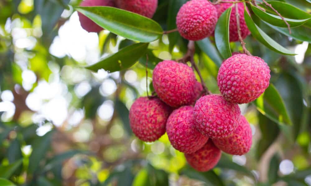 Litchi Cultivation in India