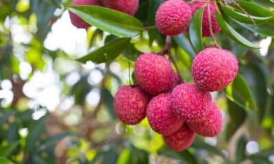Litchi Cultivation in India