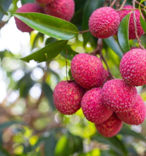 Litchi Cultivation in India