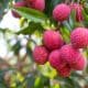 Litchi Cultivation in India