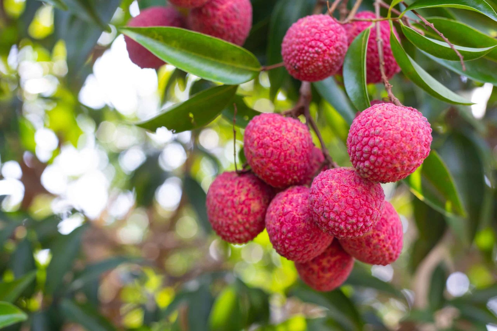 Litchi Cultivation in India