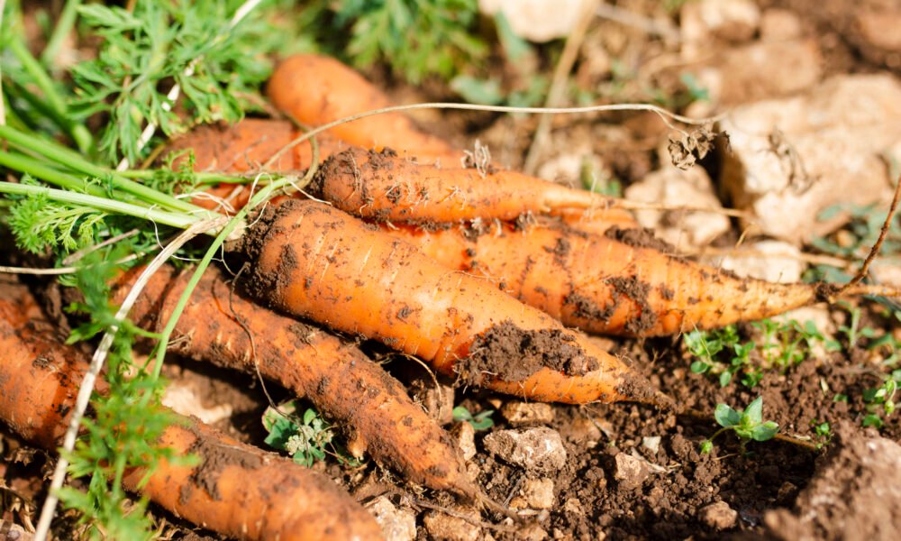 Carrot farming