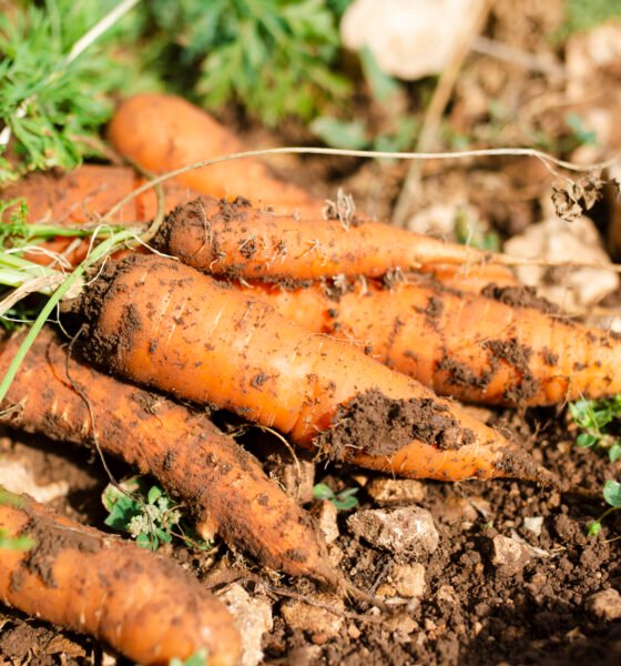 Carrot farming