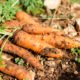 Carrot farming