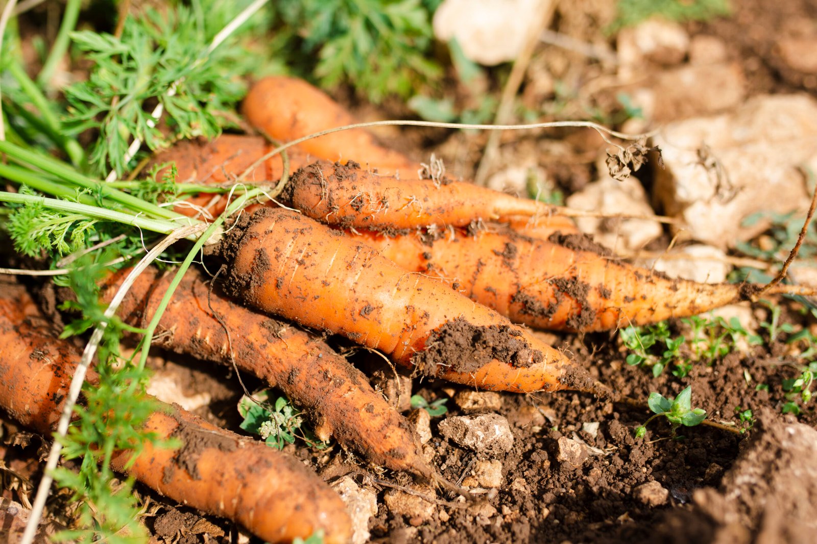 Carrot farming
