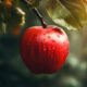 Apple Farming