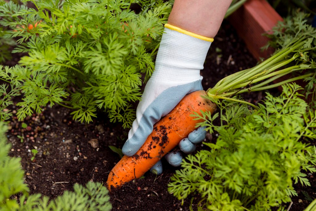 Carrot farming