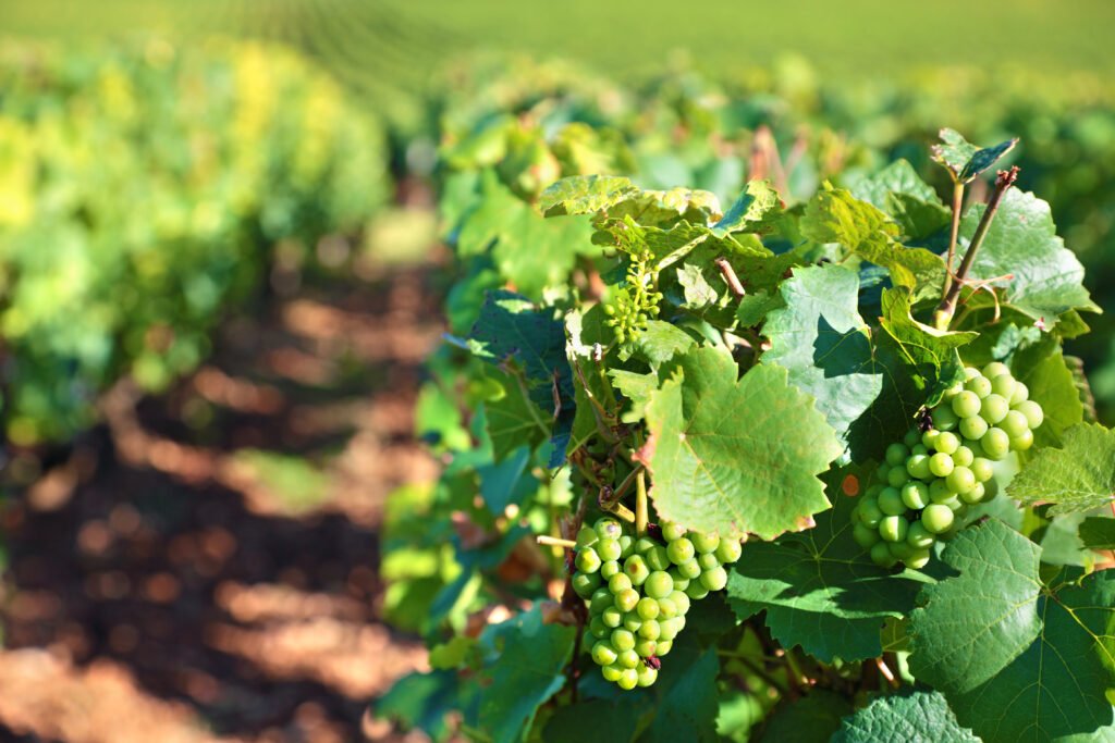 Black Grapes Farming