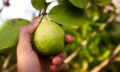 Guava Cultivation