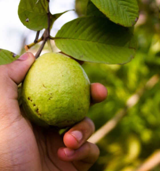 Guava Cultivation