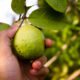 Guava Cultivation