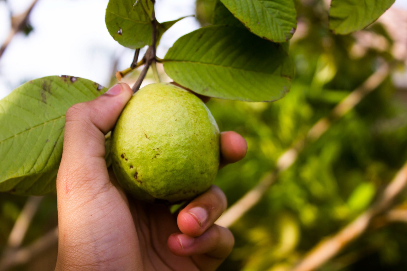 Guava Cultivation