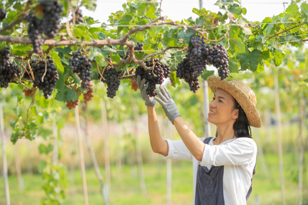 Black Grapes Farming