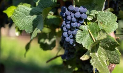 Black Grapes Farming