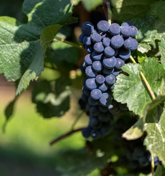Black Grapes Farming